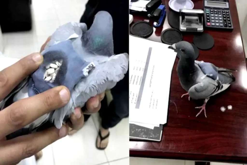 Pigeon Viral Video
