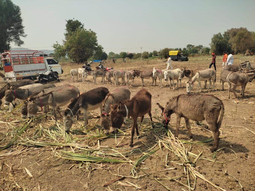donkey, donkey price, donkey milk, maharashtra news महाराष्ट्र खबरें, costly animals, costly buffalo, costly cow, hindi news, news in hindi, animals fair in india

