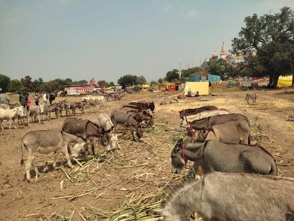 donkey, donkey price, donkey milk, maharashtra news महाराष्ट्र खबरें, costly animals, costly buffalo, costly cow, hindi news, news in hindi, animals fair in india


