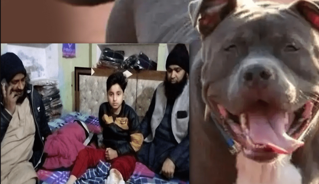 pitbull dog, पिटबुल कुत्ता, पिटुबुल कुत्ते का हमला, कुत्ते की पिटबुल प्रजाति, मुजफ्फरनगर में बच्चे पर पिटबुल का हमला
