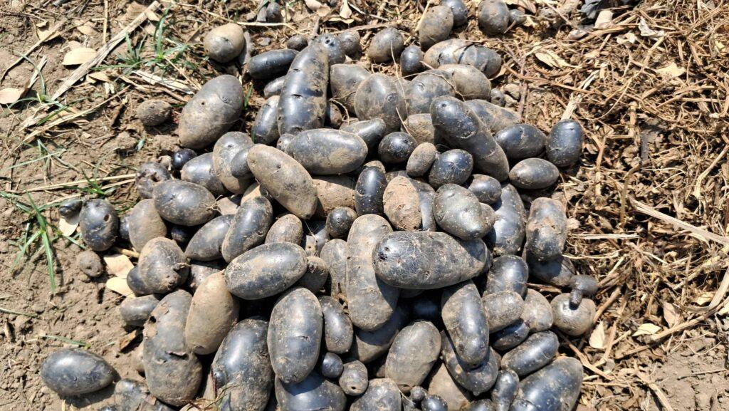 Black potato, Gaya news, gaya black potato farming, black potato farming, American vegetables, bihar news, farming in bihar, काले आलू की खेती कैसे होती है, काले आलू के फायदे, benefits of black potato